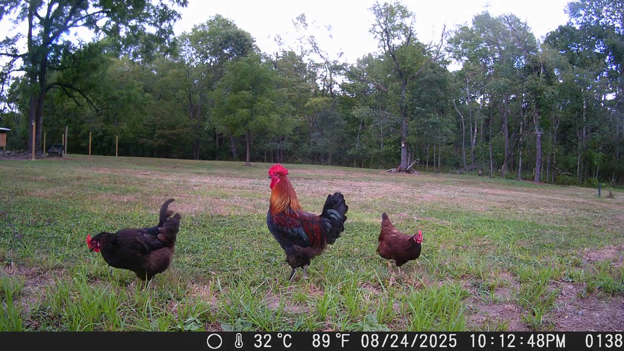 French Black Copper Maran Rooster