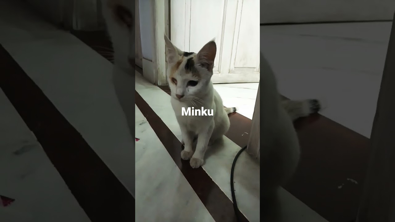 minku#viralvideo #short #youtube#sweetbong