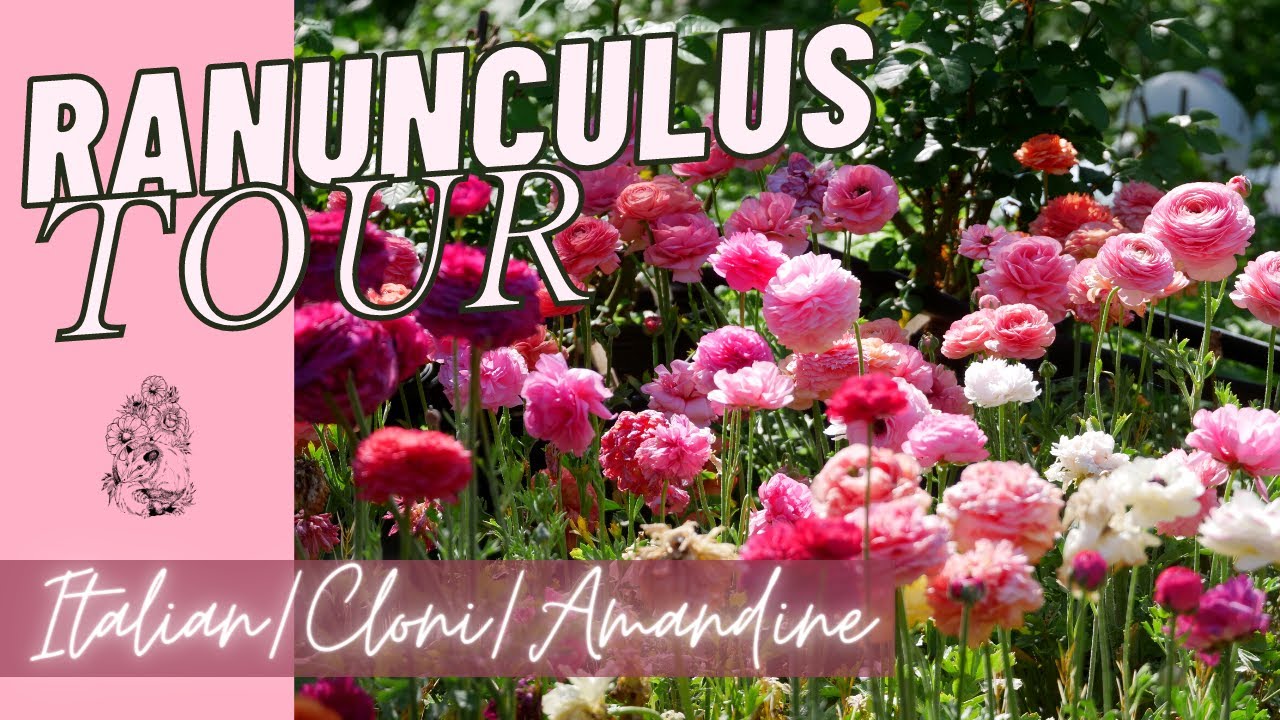 RANUNCULUS GARDEN TOUR: Cloni Ranunculus, Italian Elegance Ranunculus and More