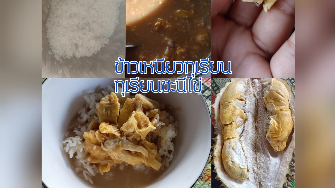 EP 385 ข้าวเหนียวทุเรียน และ  ทุเรียนชะนีไข่ ปลอดสารพิษ Chani Kai Durian  ลูกแรกของสวนและของปี 2565