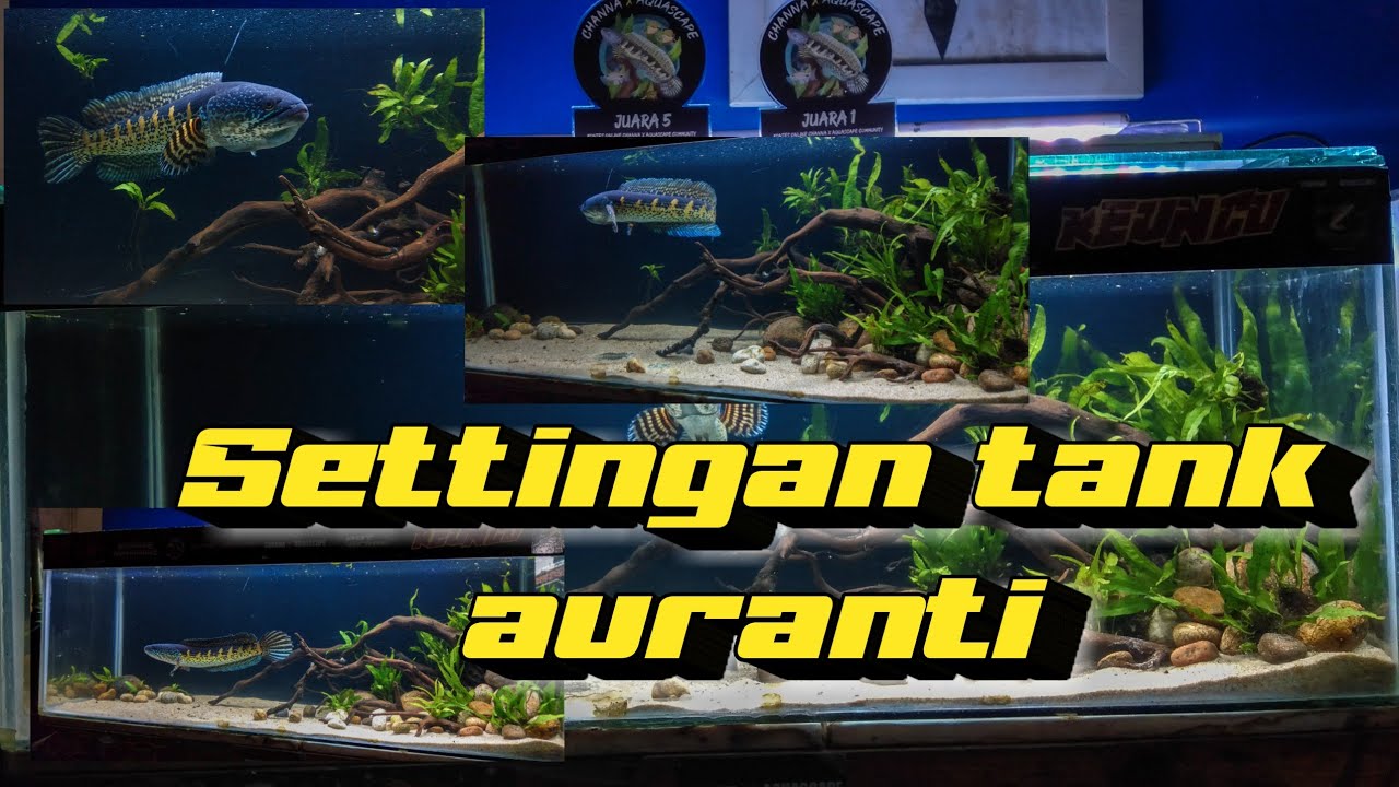 #13 Settingan tank simple untuk channa auranti ||natural style
