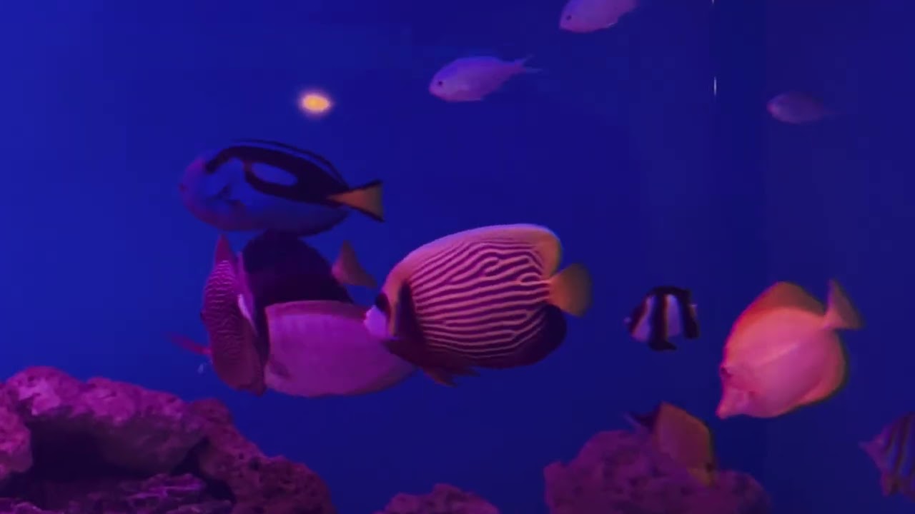 Zebra Shark with Exotic Reef Fish at Paradise Reef 🌊🌴🪸