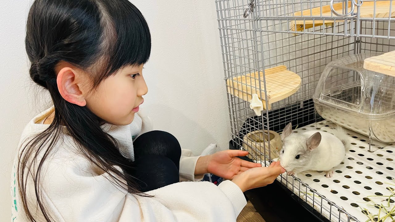 【新しい家族】生後2ヶ月チンチラの赤ちゃんをおむかえしました♡