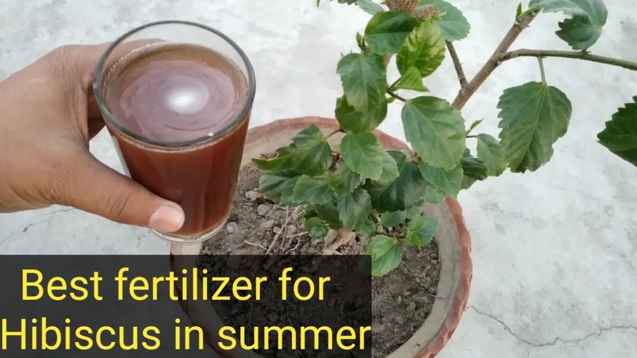 Best fertilizer for hibiscus in summer