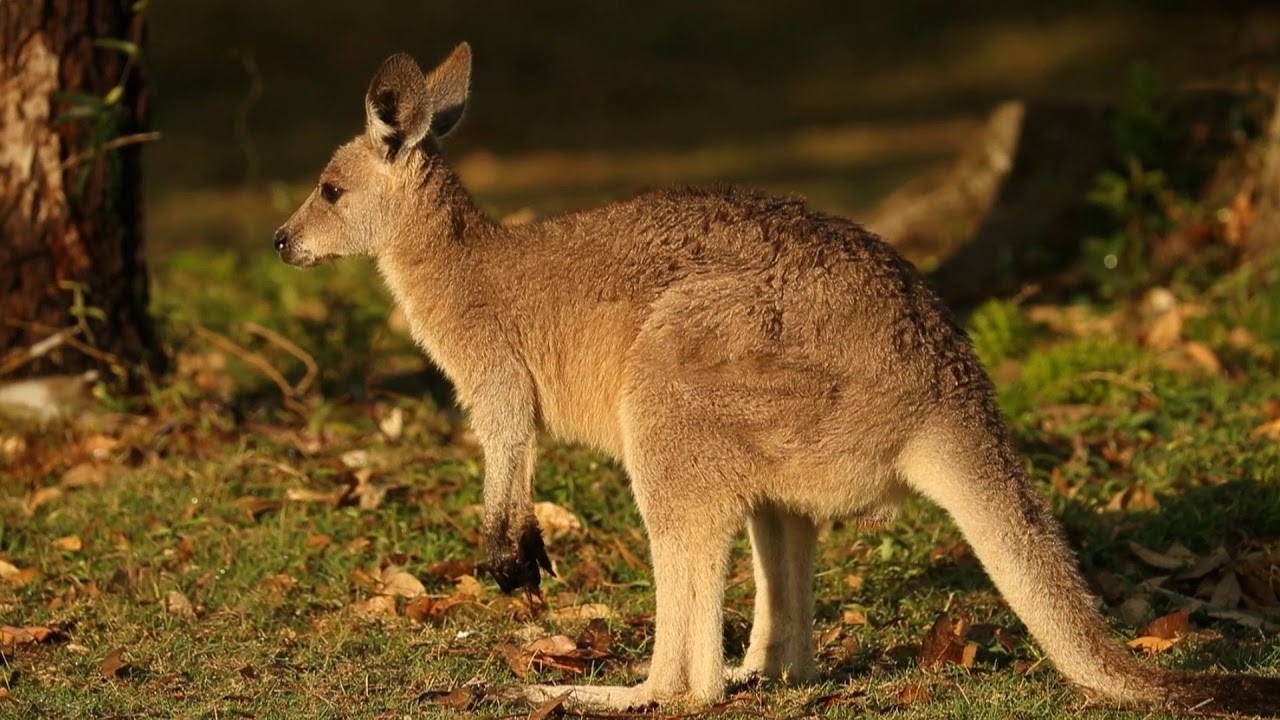 Winter Wildlife: Down Under | Australia 🌎 🇦🇺 | Wild Travel | Robert E Fuller