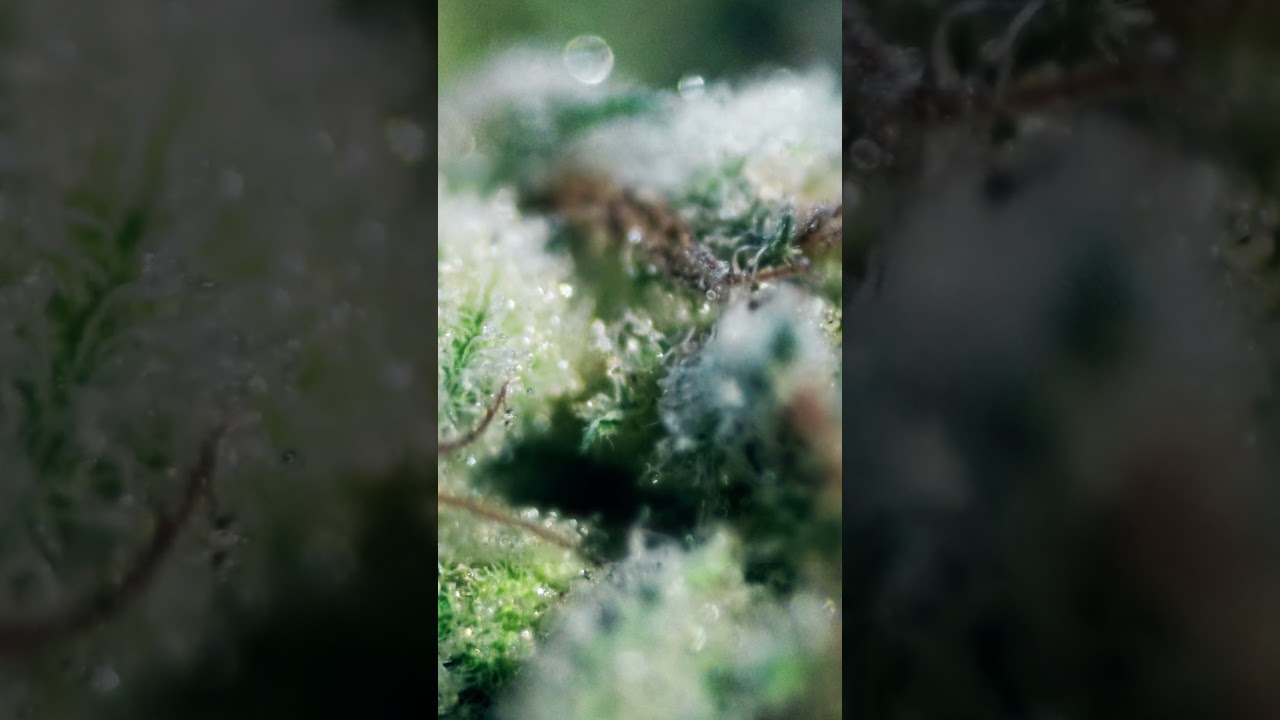 #1 MACRO - Blue Gelato - 420Checklist #Short #fortheloveofgreen
