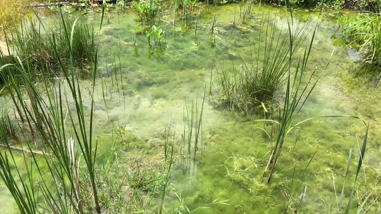 Wir reinigen ihren Teich!