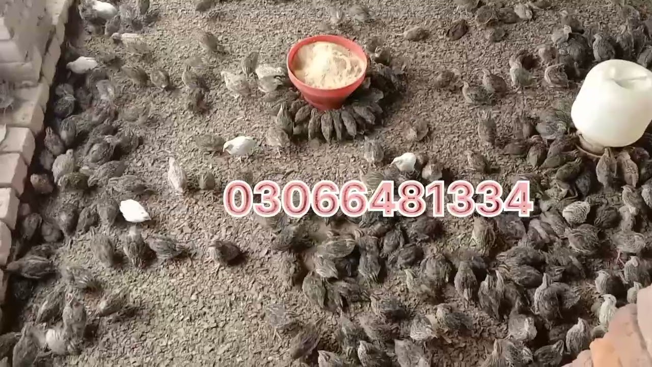 Biggest quail Farm in Pakistan 2025