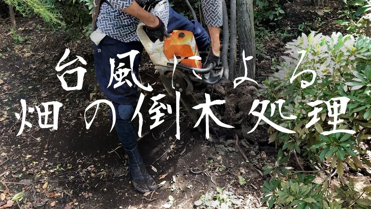 [台風の被害]根切りチェーンソーを使って畑の木を立て直しましたRoot cutting chainsaw造園作業