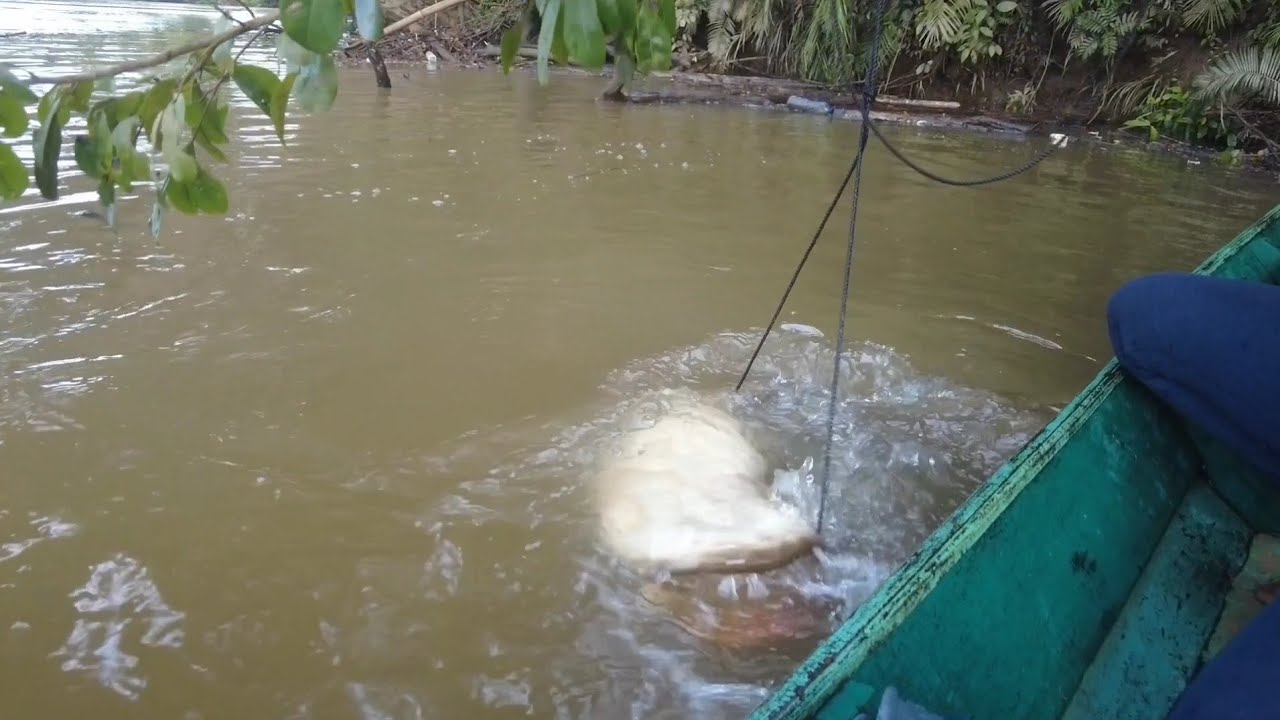 AKIBAT ULAH IKAN BESAR IKAN TAPAH KAMI SAMPAI LUKA