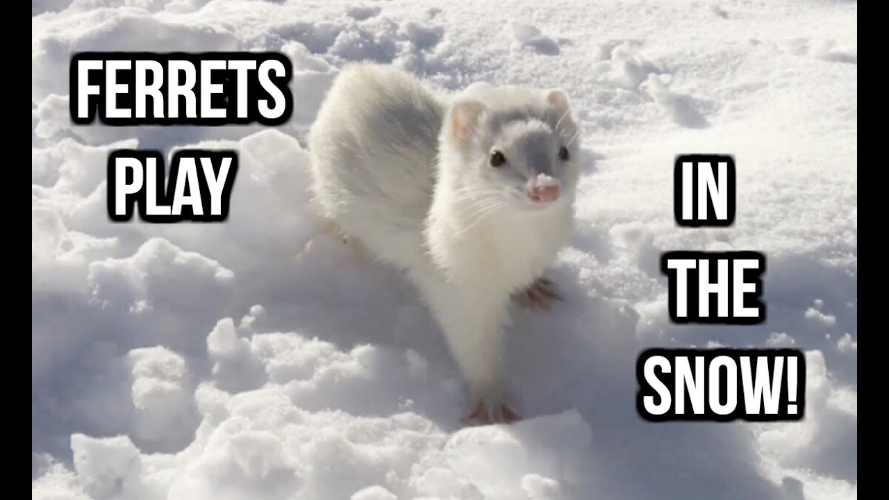 Ferrets Play In The Snow For The First Time!