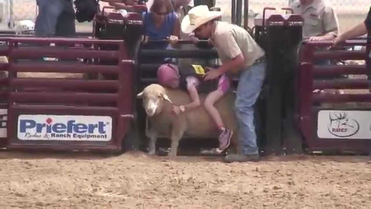 Mutton Busting Arapahoe County Fair