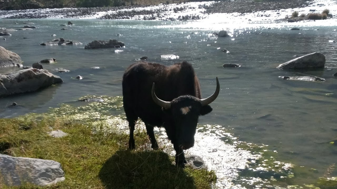 Mountain yak