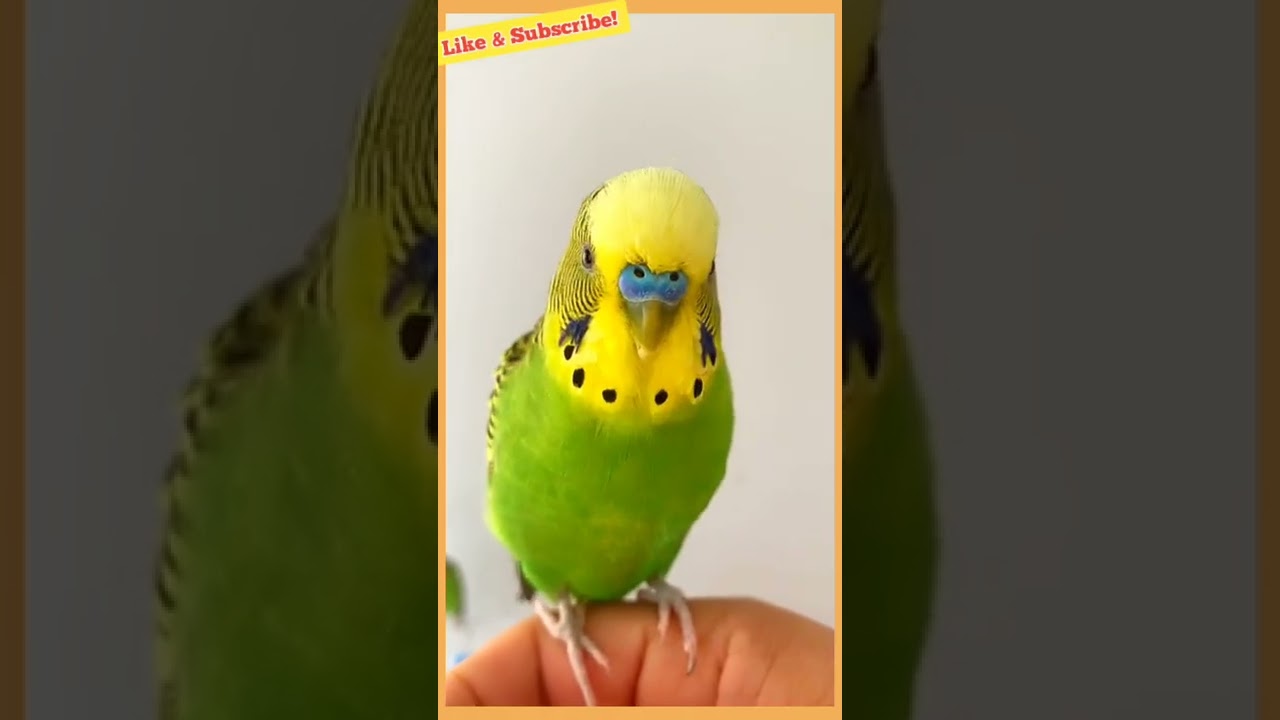 Budgie Sound to make them happy!!!