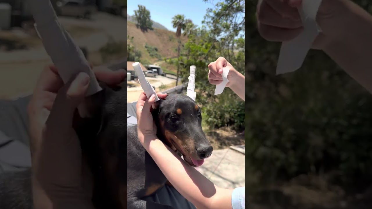 Doberman Ear Posting