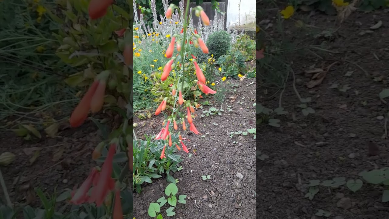 Пенстемон бородатий. #garden #gardening #flowers #penstemon#summer #summershorts