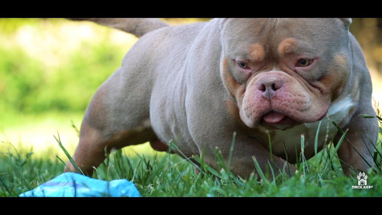 TriFurcas - RedBully - AMERICAN BULLY
