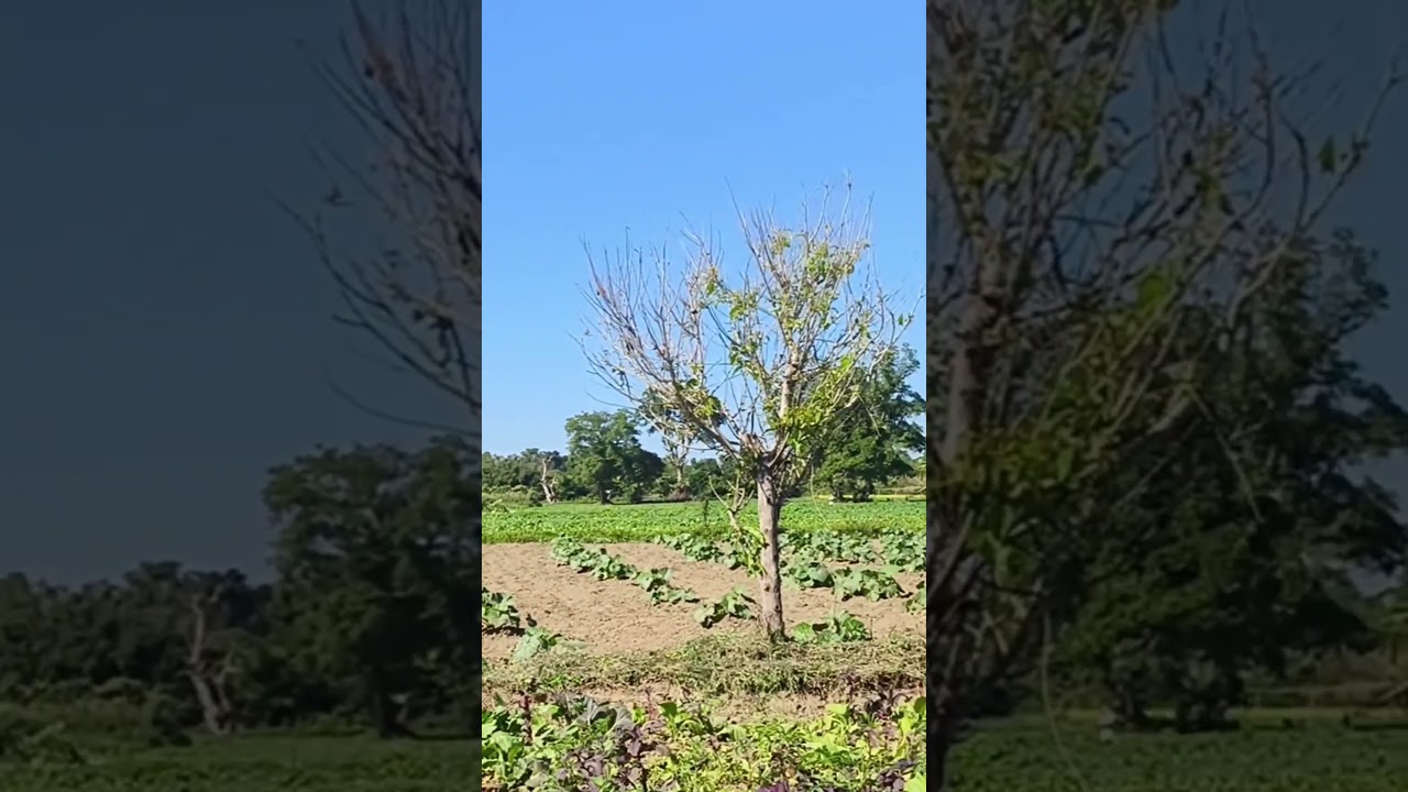 Laii xaak  farming