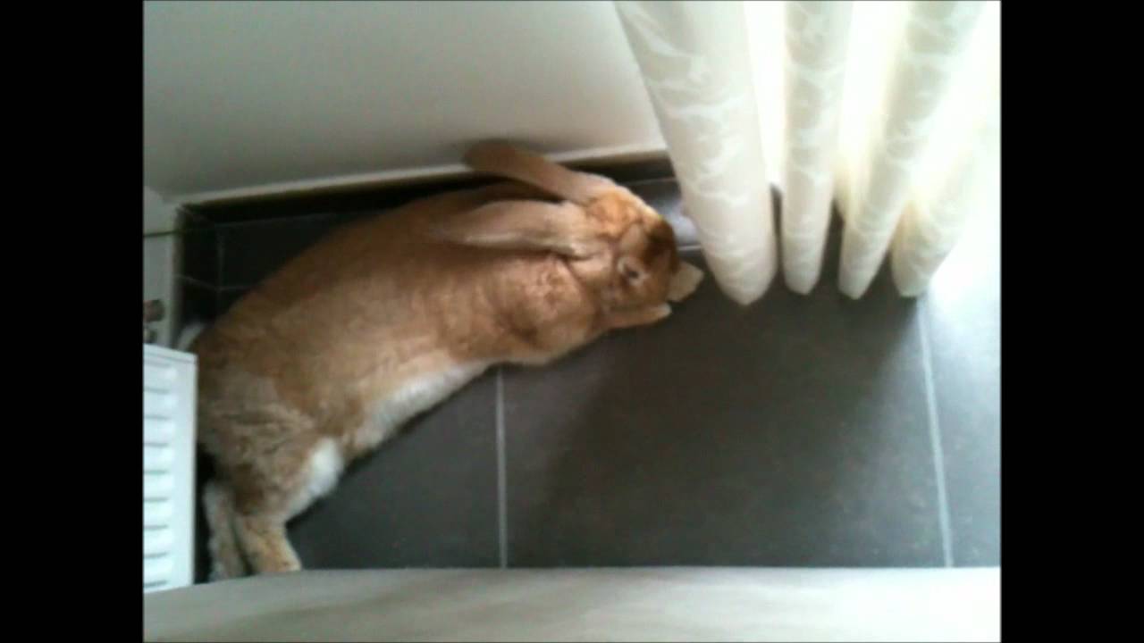 Daiquiri the Flemish giant rabbit