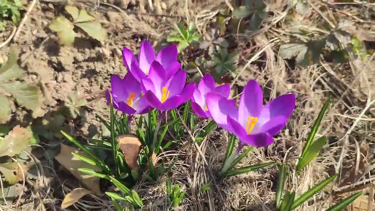 Семья.🥰Шикарные детки Шпицули в Лучшую семью‼️ доставка по миру+79788972514
