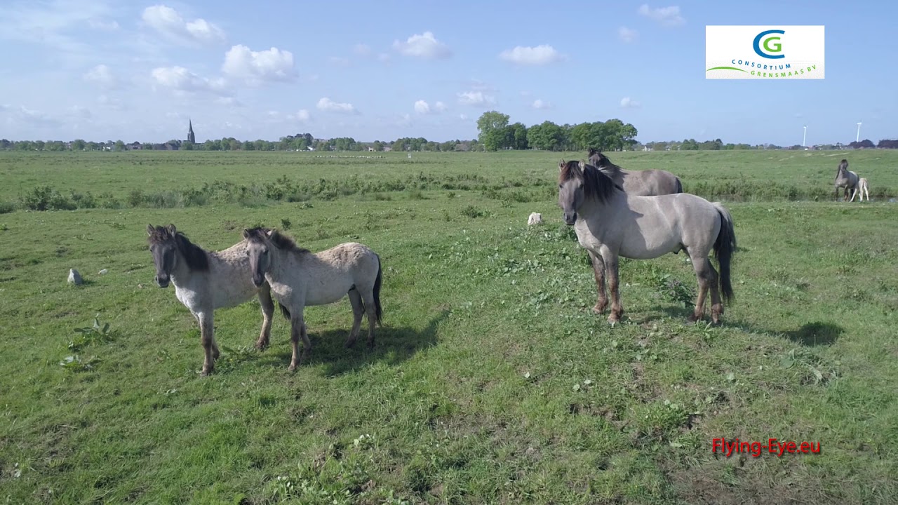 De Nieuwe Natuur tussen Borgharen en Itteren V9
