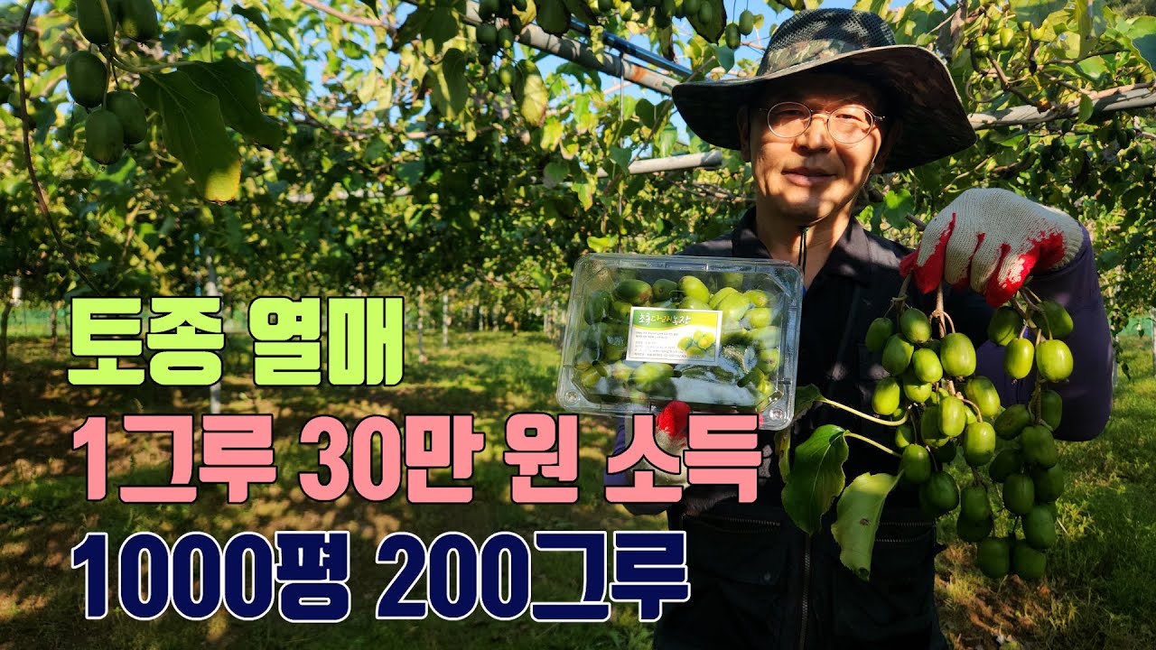 1000평  1그루당 30Kg 수확 토종 열매 다래 재배방법! #농사 #제철음식 #다래