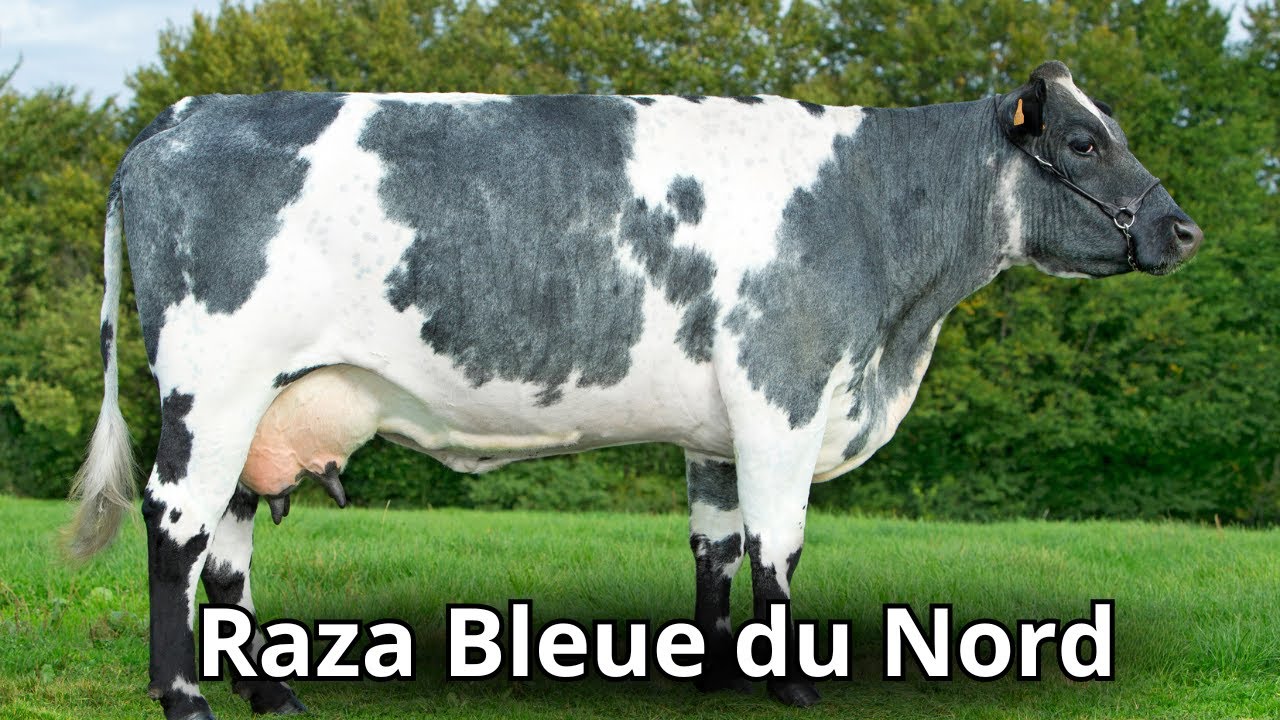 Raza Bleue du Nord: Leche, Carne y Mucho Más
