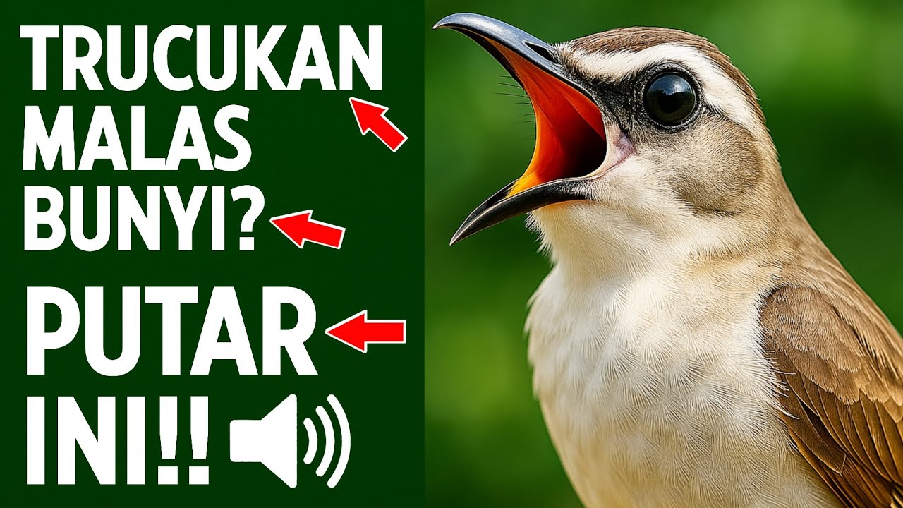 Pancingan Trucukan PALING AMPUH! Burung Langsung Ngalas & Nyaut Gacor