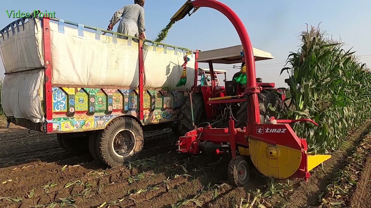 Corn Silage Making in punjab pakistan |Chopping Corn Silage for Feed  |  Trectr silage matchin |