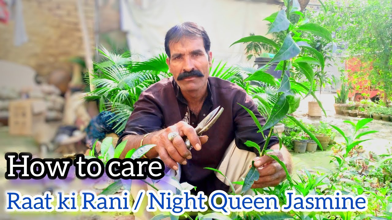 Raat ki Rani plant care tips with Murtaza Garden || How to care of raat ki Rani in Urdu