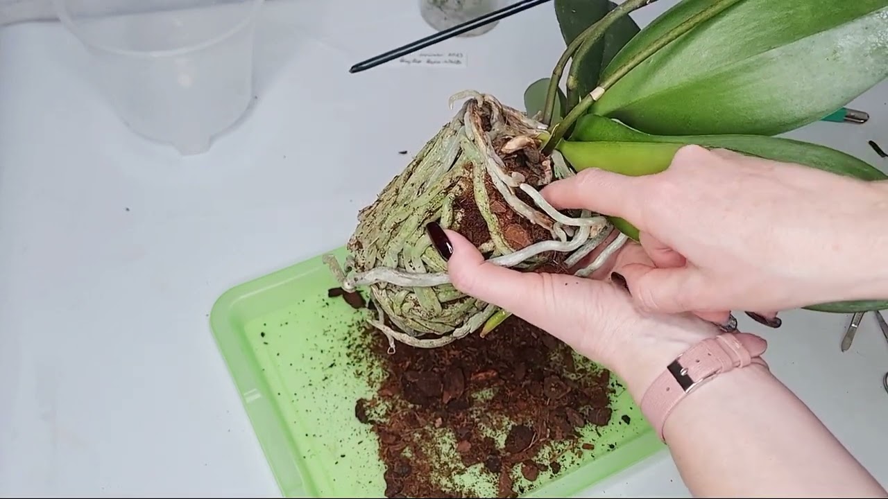 Blühende Orchidee umpflanzen
