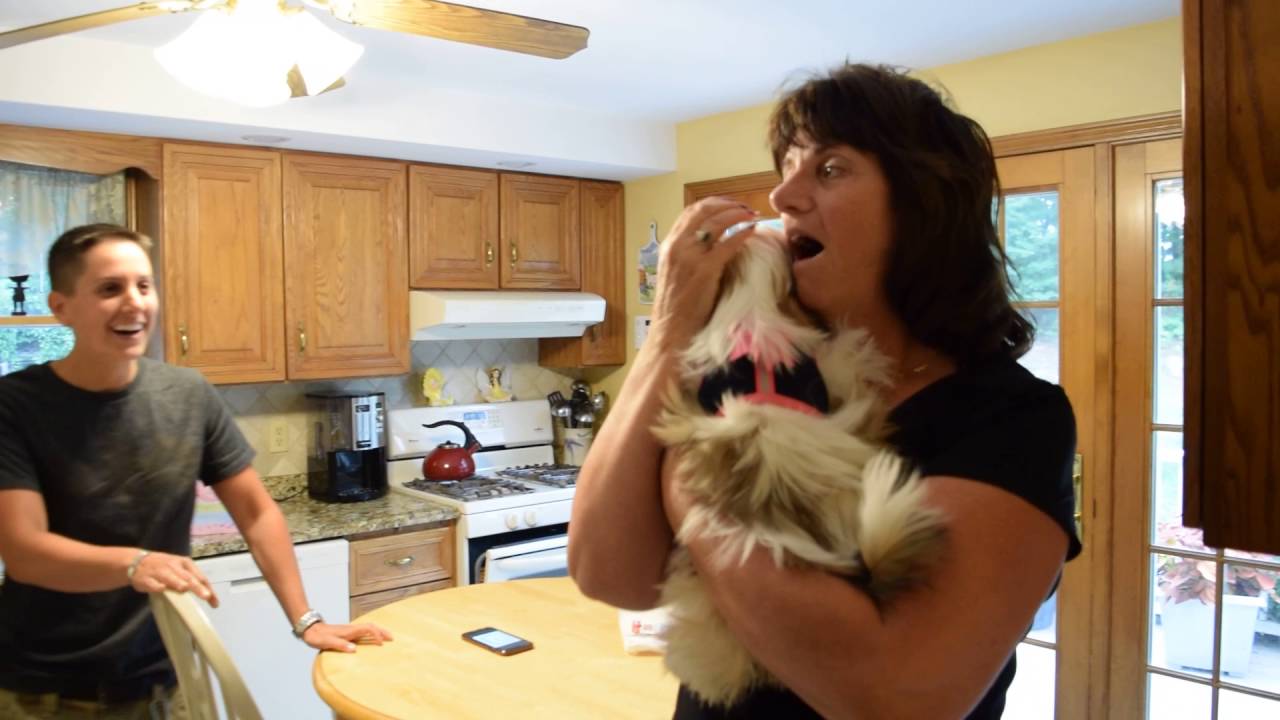 Joanie gets a surprise shih tzu puppy!