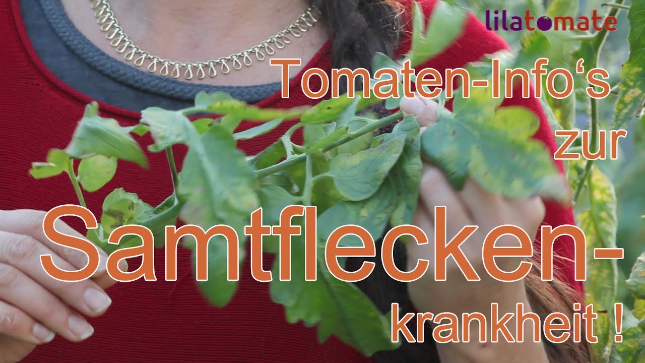 5 Tomatenkrankheiten im Gewächshaus: Samtfleckenkrankheit und andere