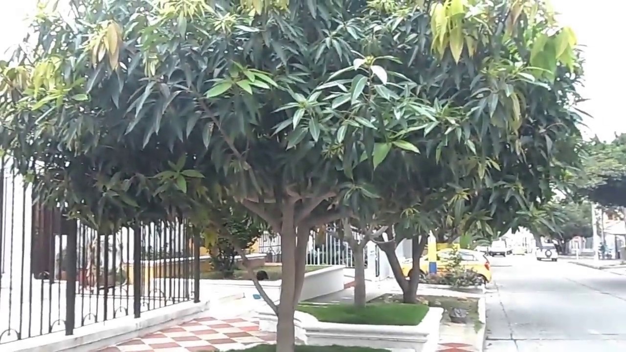&Aacute;rbol de mango j&oacute;ven