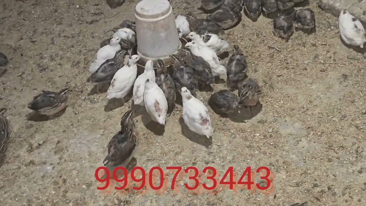 Quails/ Bater Kitne din me eggs dene shuruaat karti hai