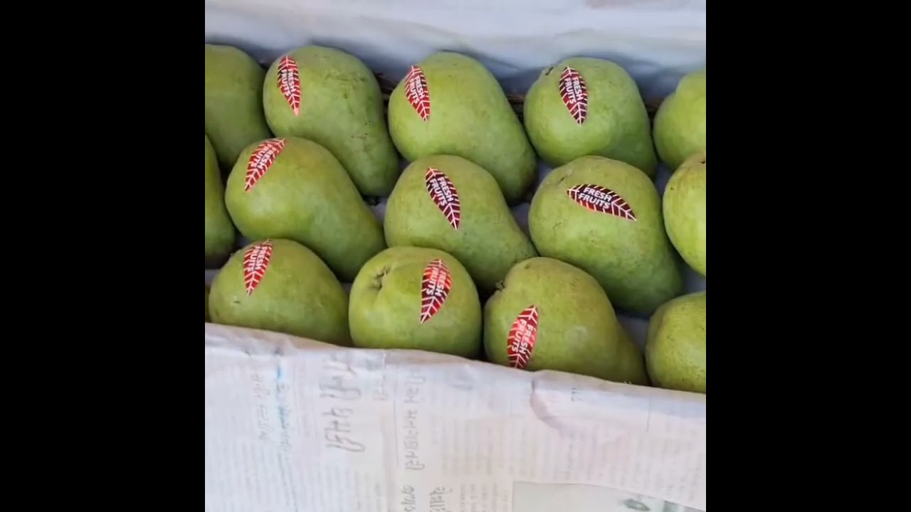 Today 01 August 2025 Friday Sopore Fruit Mandi Latest Update: Fruit Growers Must Watch Ground Report