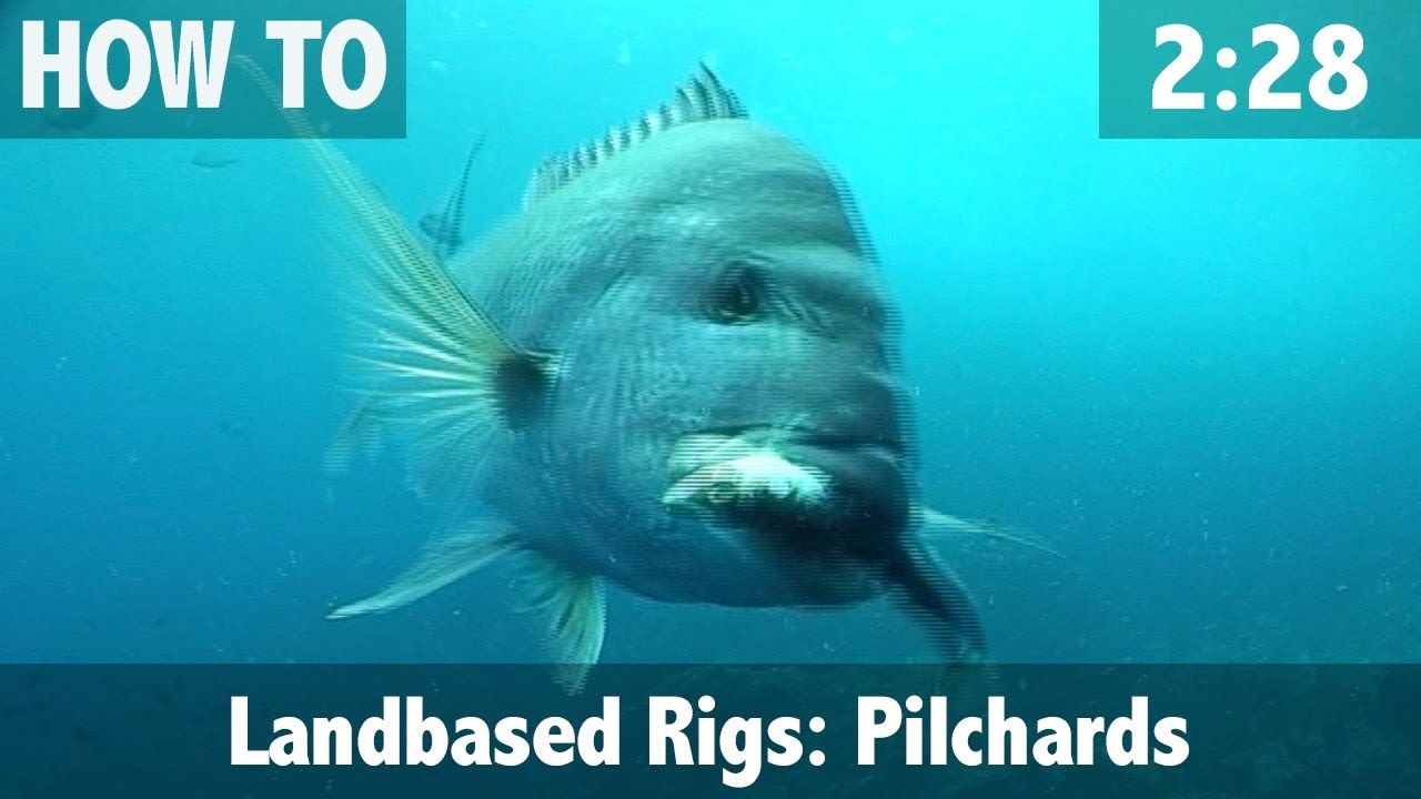 Landbased Bait Rigs, Pilchards for Snapper