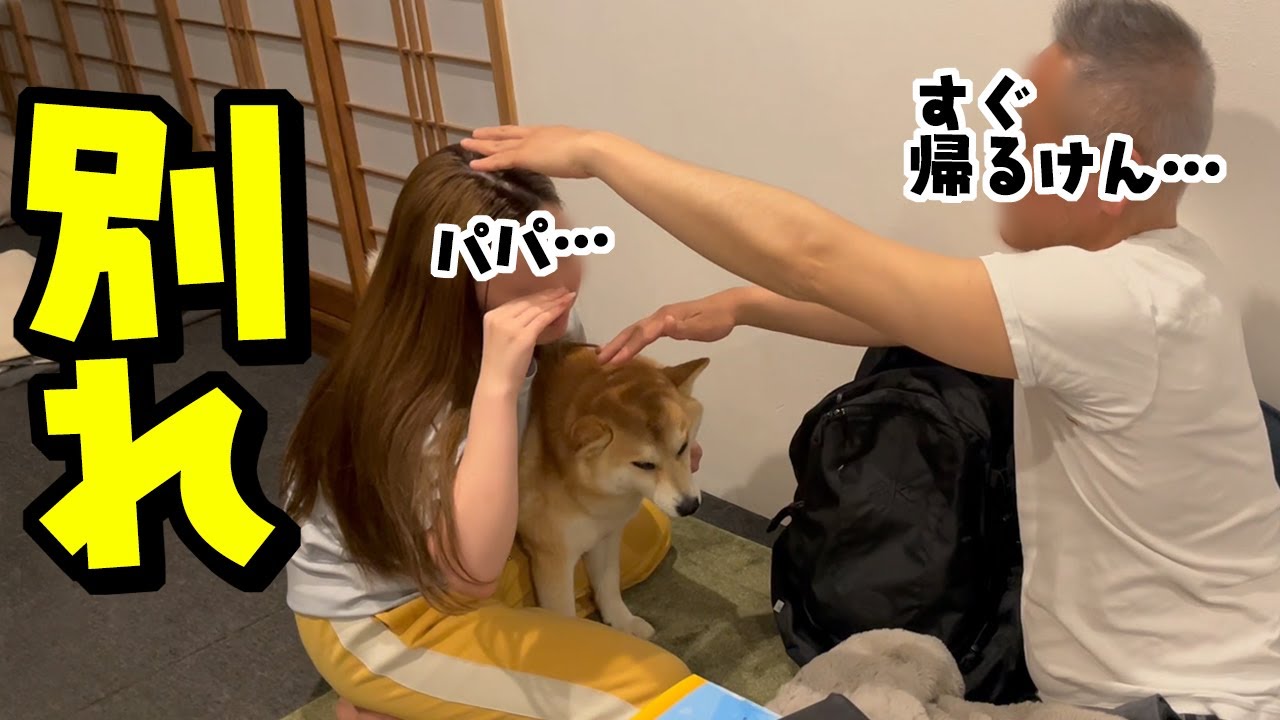 パパと別居する事になり寂しがる柴犬と娘…まさかの本音が
