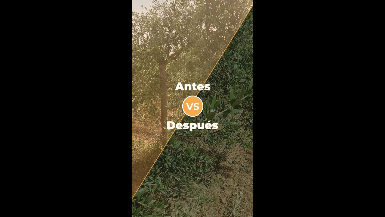 Olivar ANTES y DESPU&Eacute;S de nuestro tratamiento - GMFERT