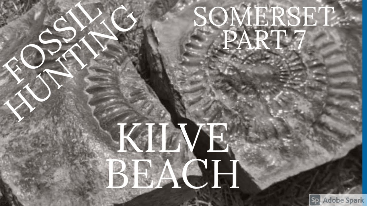 FOSSIL HUNTING SOMERSET PART 7