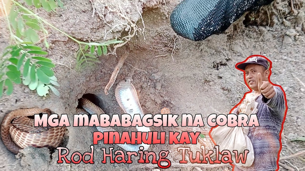 MGA MABABAGSIK NA COBRA PINAHULI KAY ROD HARING TUKLAW #cobra #PrincessTuklaw #SNIPERTUKLAW