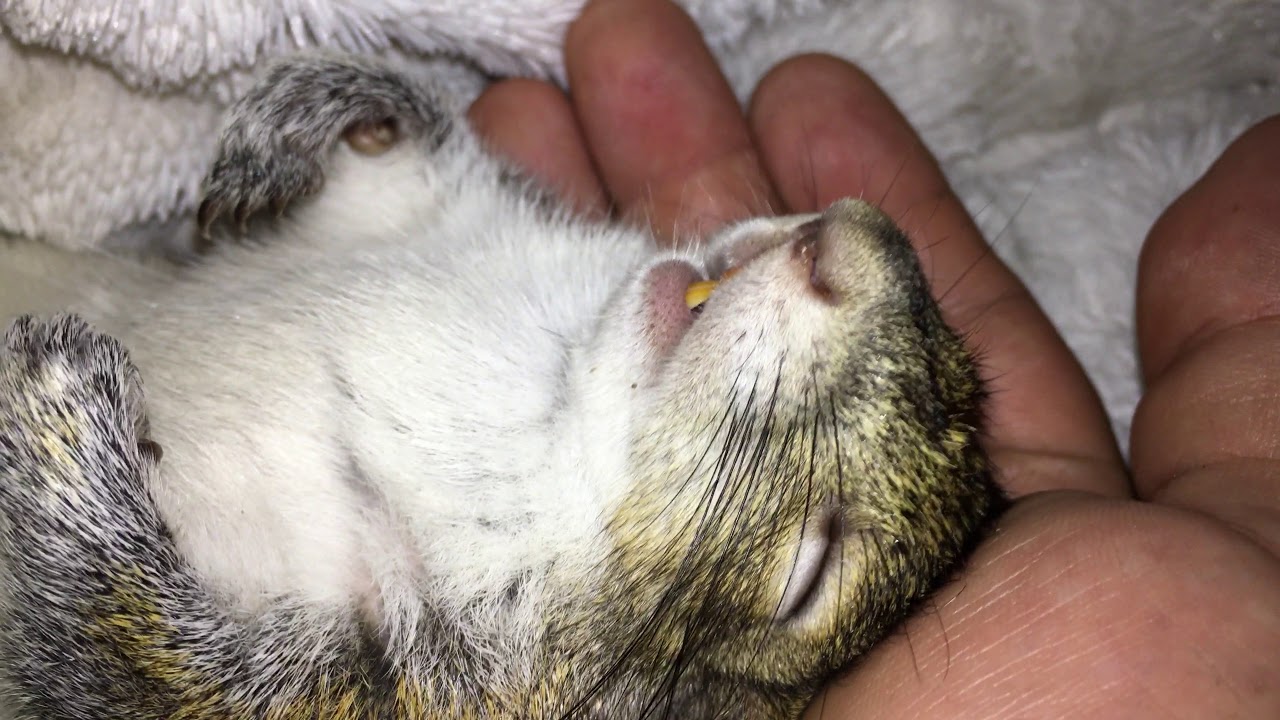 Seymour's Sleeping in my Hand