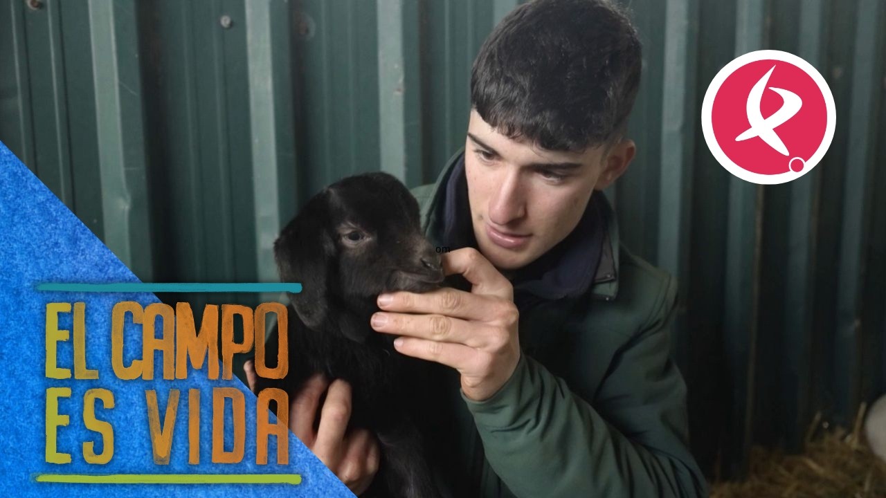 Este chivo demuestra lo caprichosa que es la genética | El campo es vida
