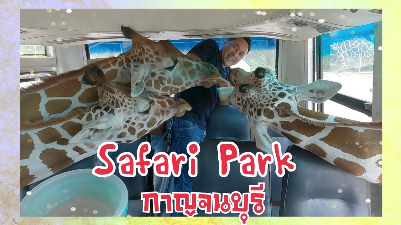 EP.94 สวนสัตว์กาญจนบุรี ซาฟารีปาร์ค SAFARI PARK กาญจนบุรี ให้อาหารยีราฟ #ที่เที่ยวกาญจนบุรี