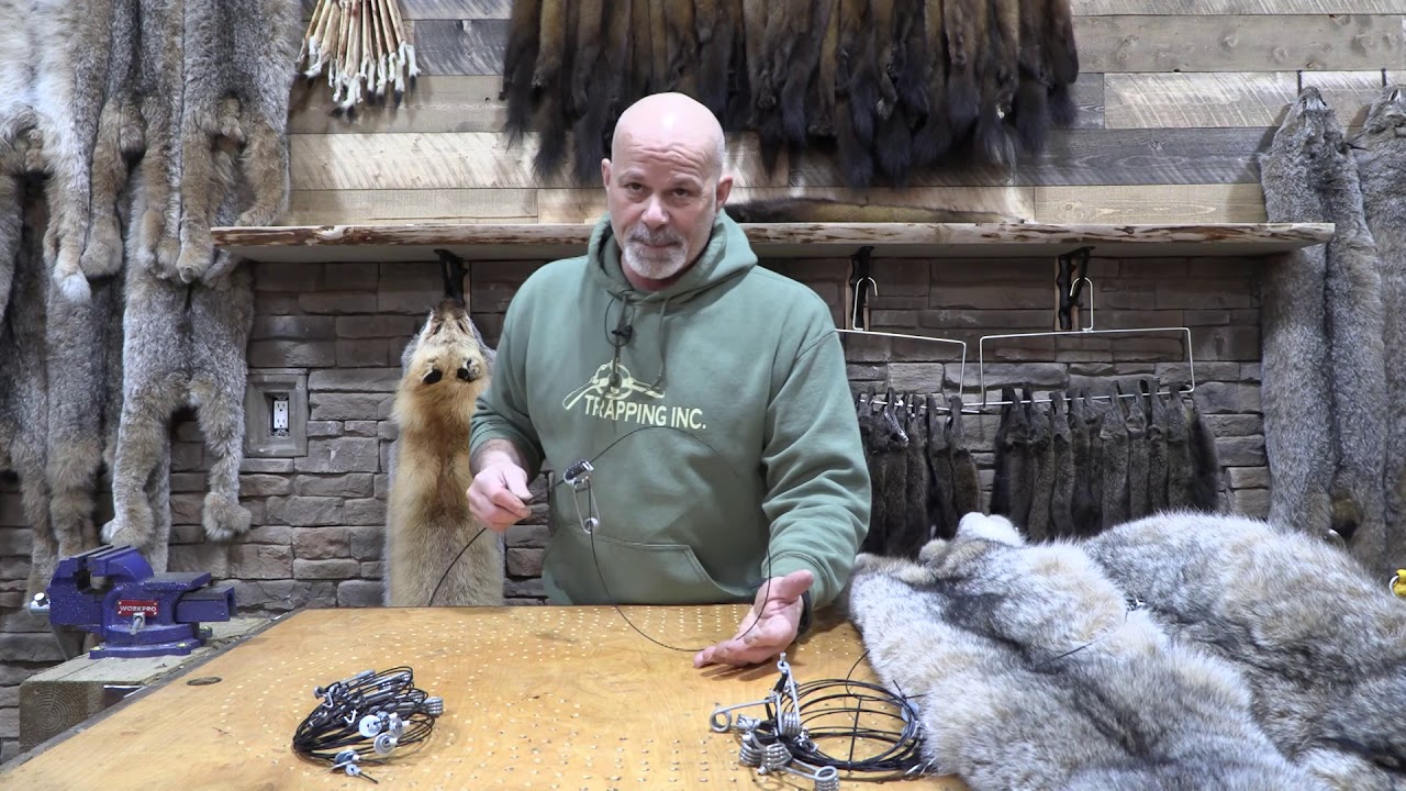 Trapping Inc Tech Tip Lights Out Coyote Snares
