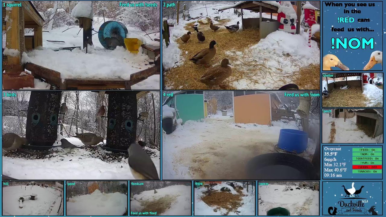 FREE DAILY FEED - Relax with ducks, goats, pups, squirrels, bunnies and other animals!
