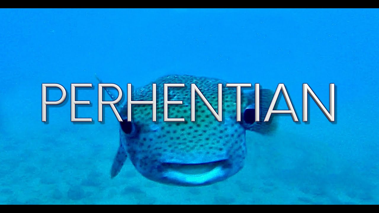 BUCEO en PERHENTIAN (MALASIA) 🤿🏝🇲🇾. OCTUBRE 2023