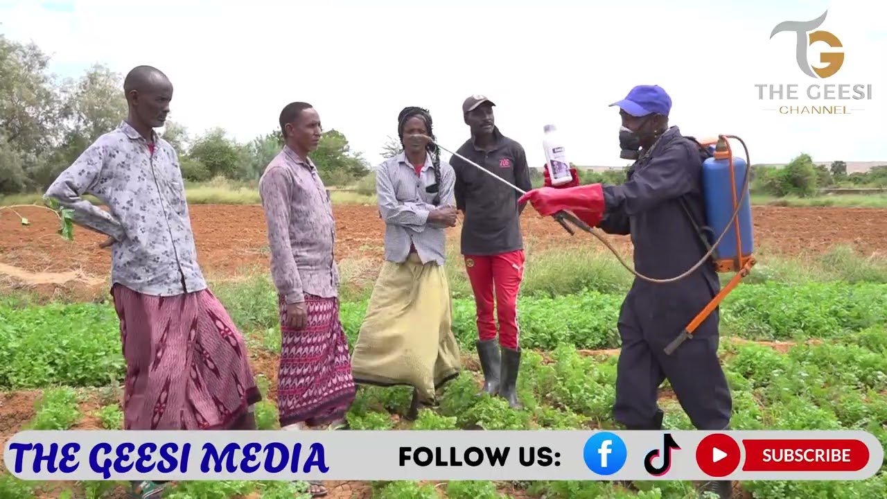 Sidee Looga Difaacaa Beeraha Cayayaanka? Baro Isticmaalka Sunta Beraha | Protecting farms from pests