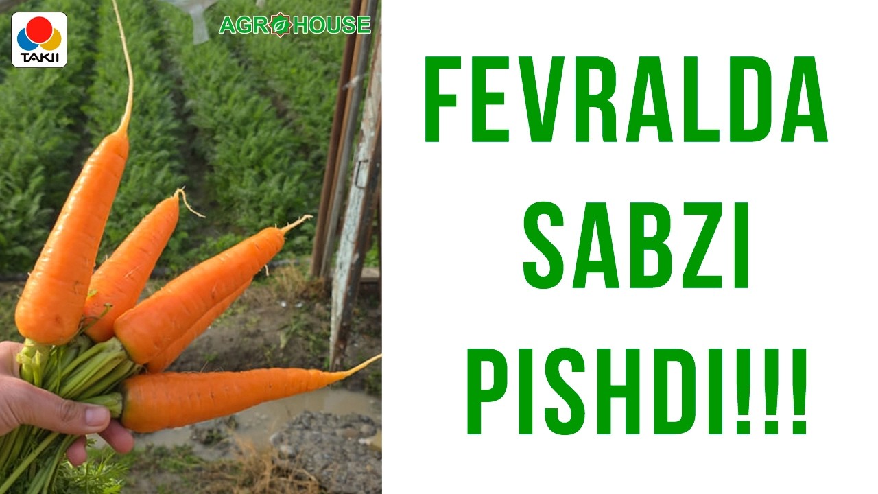FEVRALDA SABZI PISHDI!!! #sabzi #морковь #uzbekistan #agro