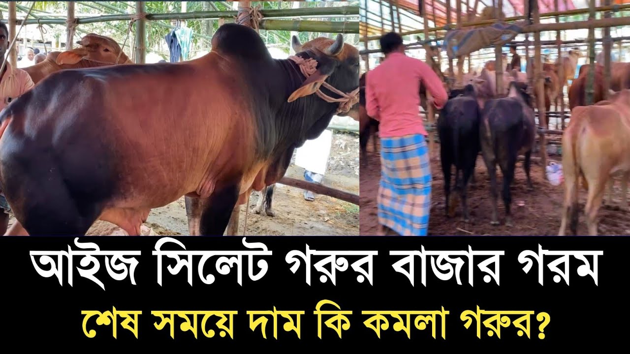 সিলেটে গরম গরুর বাজার দাম কমলো গরুর | Gorur Bazar sylhet | Cow market sylhet | Gorur Haat